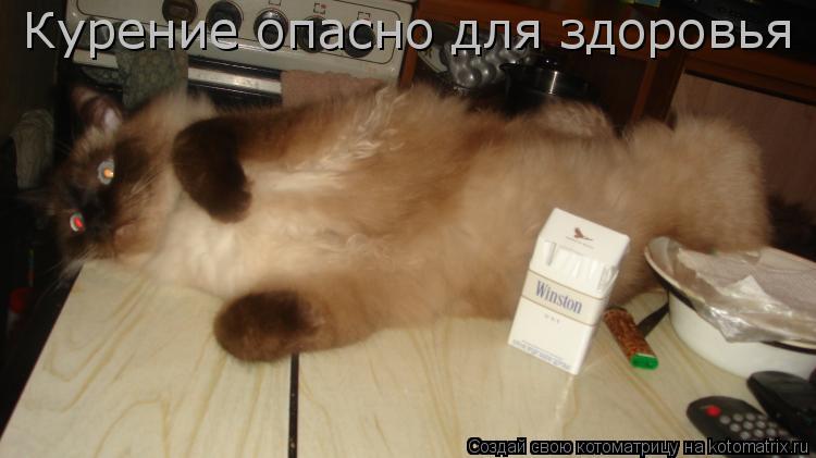 Котоматрица: Курение опасно для здоровья