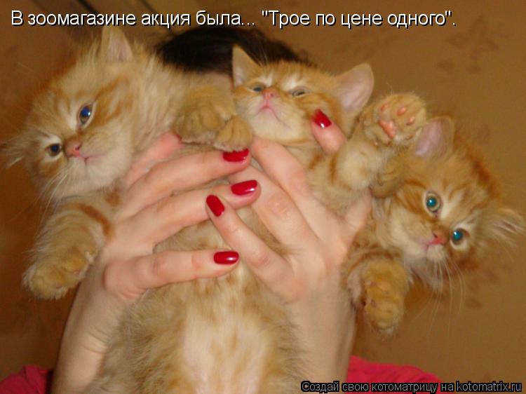 В зоомагазине акция была... "Трое по цене одного".... Котоматрица: В зоомагазине акция была... "Трое по цене одного".