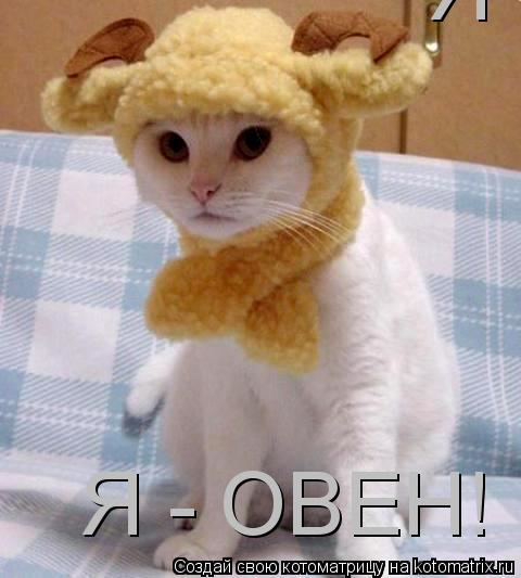 Котоматрица: Я - ОВЕН! Я - ОВЕН!
