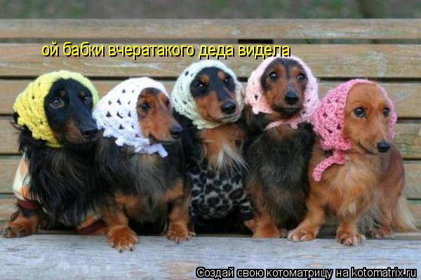 ой бабки вчератакого деда видела... Котоматрица: ой бабки вчератакого деда видела