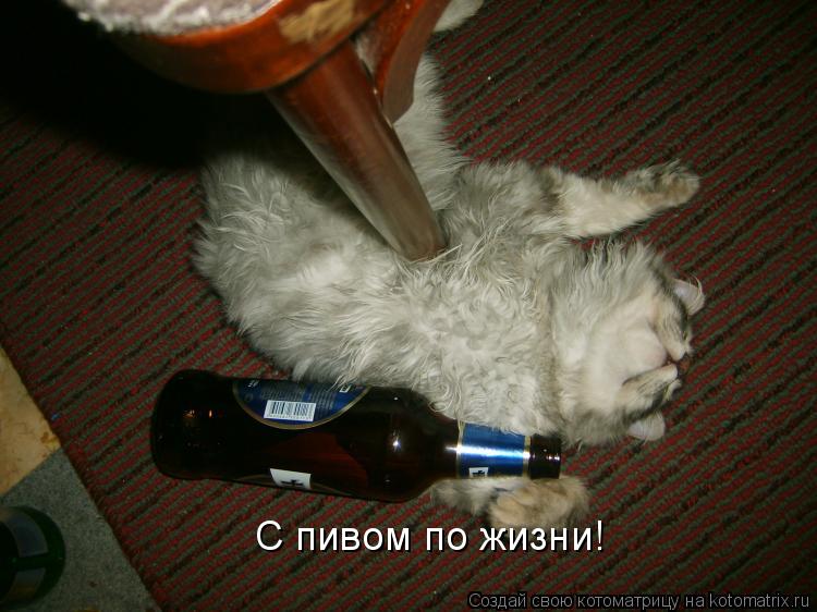 С пивом по жизни!... Котоматрица: С пивом по жизни!
