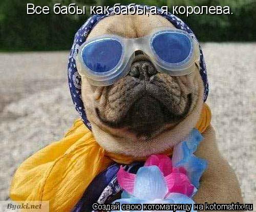 Котоматрица: Все бабы как бабы,а я королева.