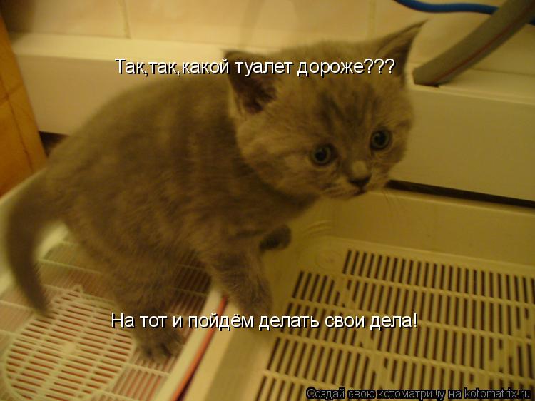Котоматрица: Так,так,какой туалет дороже??? Так,так,какой туалет дороже??? На тот и пойдём делать свои дела!