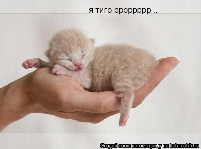 Котоматрица: я тигр рррррррр...