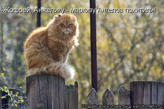 -Жофрей, Анжелику - маркизу Ангелов похитили!... Котоматрица: -Жофрей, Анжелику - маркизу Ангелов похитили!