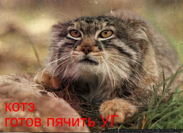 готов пячить УГ котэ... Котоматрица: готов пячить УГ котэ
