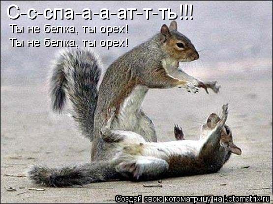 С-с-спа-а-а-ат-т-ть!!! Ты не белка, ты орех! Ты не белка, ты орех!... Котоматрица: С-с-спа-а-а-ат-т-ть!!! Ты не белка, ты орех! Ты не белка, ты орех!