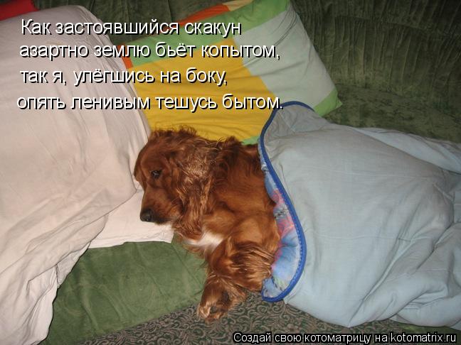 Как застоявшийся скакун азартно землю бьёт копытом, так я, улёгшись на боку, опять ленивым тешусь бы... Котоматрица: Как застоявшийся скакун азартно землю бьёт копытом, так я, улёгшись на боку, опять ленивым тешусь бытом.