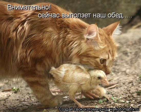 Внимательно! сейчас выползет наш обед........ Котоматрица: Внимательно! сейчас выползет наш обед.....