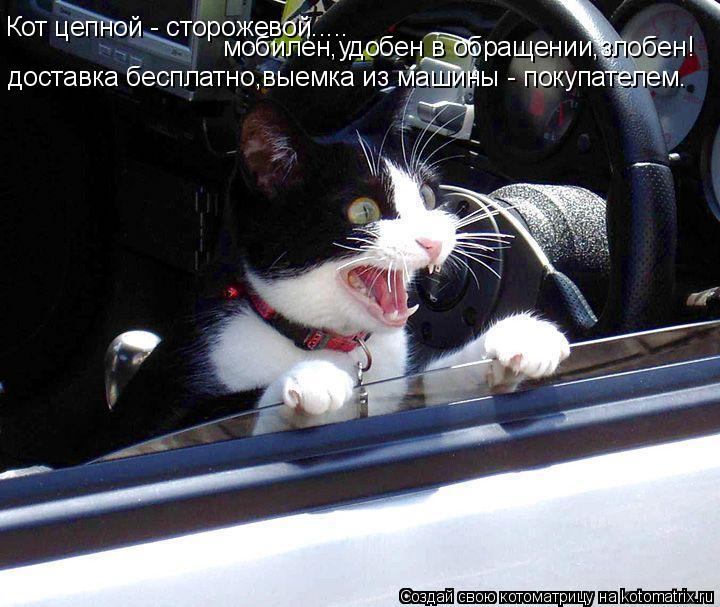 Кот цепной - сторожевой..... доставка бесплатно,выемка из машины - покупателем. мобилен,удобен в обра... Котоматрица: Кот цепной - сторожевой..... доставка бесплатно,выемка из машины - покупателем. мобилен,удобен в обращении,злобен!