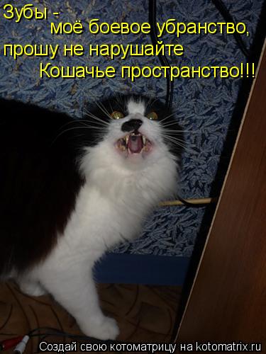 Зубы - моё боевое убранство, прошу не нарушайте Кошачье пространство!!!... Котоматрица: Зубы - моё боевое убранство, прошу не нарушайте Кошачье пространство!!!