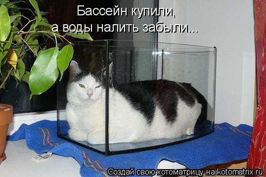 Бассейн купили, а воды налить забыли...... Котоматрица: Бассейн купили, а воды налить забыли...