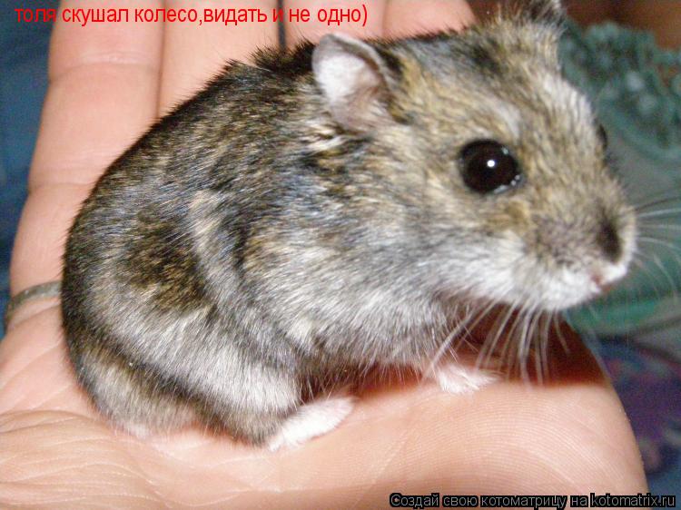 Котоматрица: толя скушал колесо,видать и не одно)