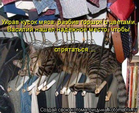 Украв кусок мяса, разбив горшок с цветами, Василий нашел надежное место, чтобы спрятаться....... Котоматрица: Украв кусок мяса, разбив горшок с цветами, Василий нашел надежное место, чтобы спрятаться....
