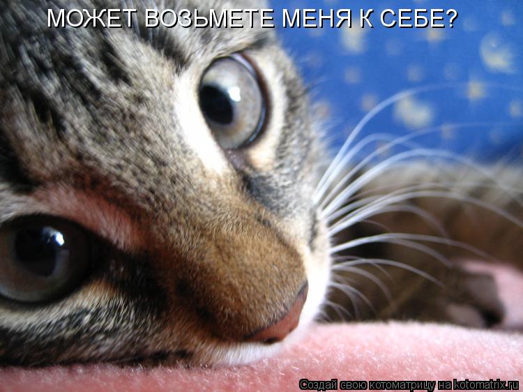 Котоматрица: МОЖЕТ ВОЗЬМЕТЕ МЕНЯ К СЕБЕ?