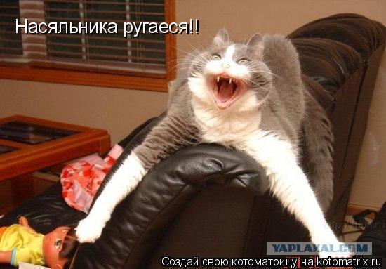 Котоматрица: Насяльника ругаеся!!