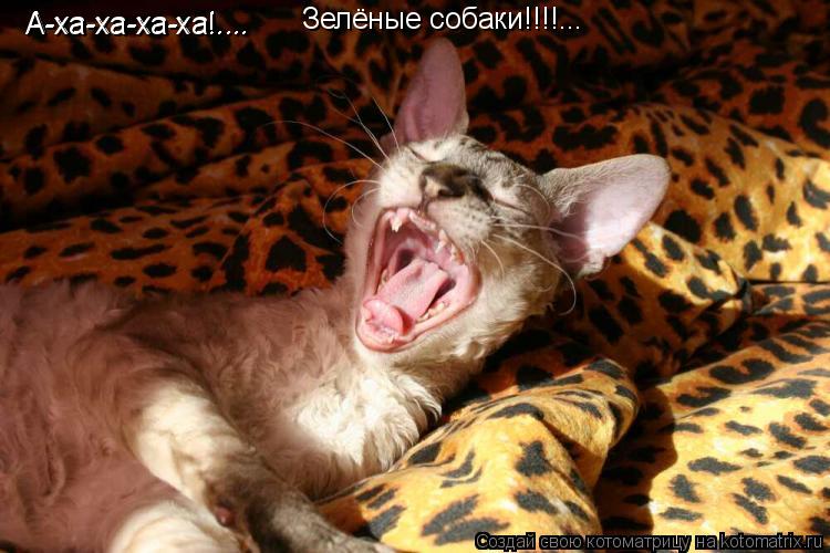 Котоматрица: А-ха-ха-ха-ха!.... А-ха-ха-ха-ха!.... Зелёные собаки!!!!...