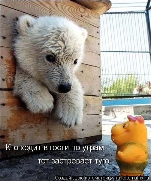 Кто ходит в гости по утрам тот застревает туго... Котоматрица: Кто ходит в гости по утрам тот застревает туго
