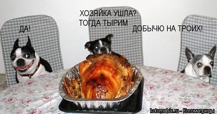 Котоматрица: ХОЗЯЙКА УШЛА? ДА! ТОГДА ТЫРИМ ДОБЫЧЮ НА ТРОИХ!