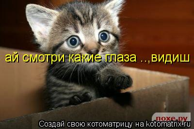 ай смотри какие глаза ..,видиш... Котоматрица: ай смотри какие глаза ..,видиш