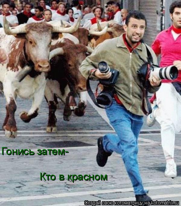 Котоматрица: Гонись затем- Кто в красном