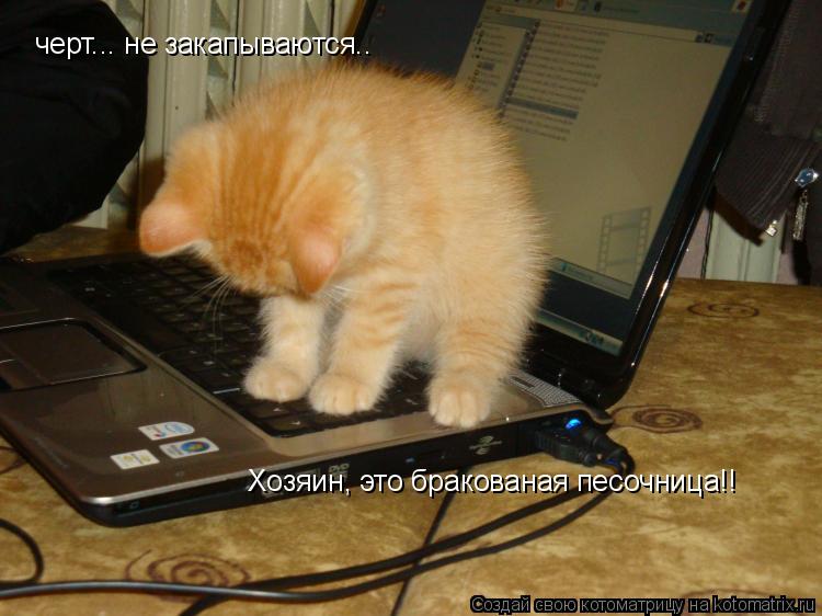 черт... не закапываются.. Хозяин, это бракованая песочница!!... Котоматрица: черт... не закапываются.. Хозяин, это бракованая песочница!!