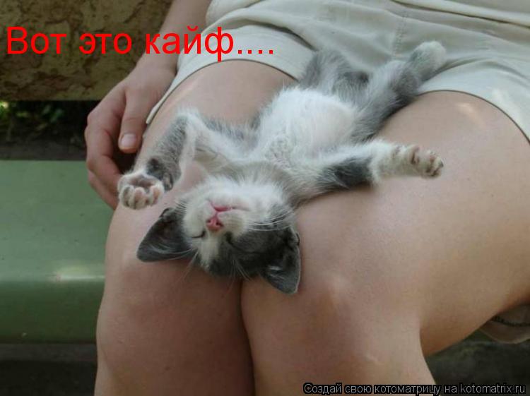Вот это кайф....... Котоматрица: Вот это кайф....