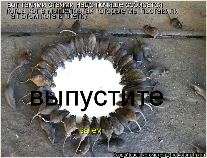 вот такими стаями надо почяще собиратся когда кот в мышеловках которые мы поставили а потом кота в кл... Котоматрица: вот такими стаями надо почяще собиратся когда кот в мышеловках которые мы поставили а потом кота в клетку выпустите зачем
