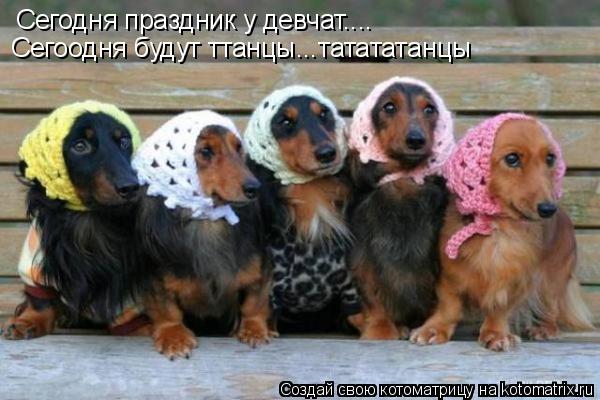 Котоматрица: Сегодня праздник у девчат.... Сегоодня будут ттанцы...татататанцы