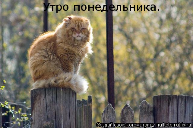 Котоматрица: Утро понедельника.