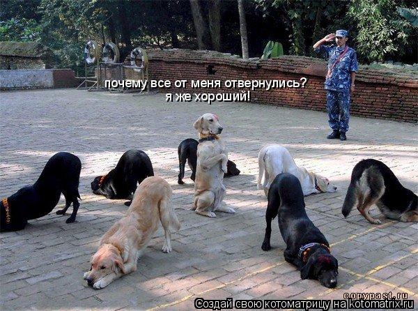 Котоматрица: почему все от меня отвернулись? я же хороший!