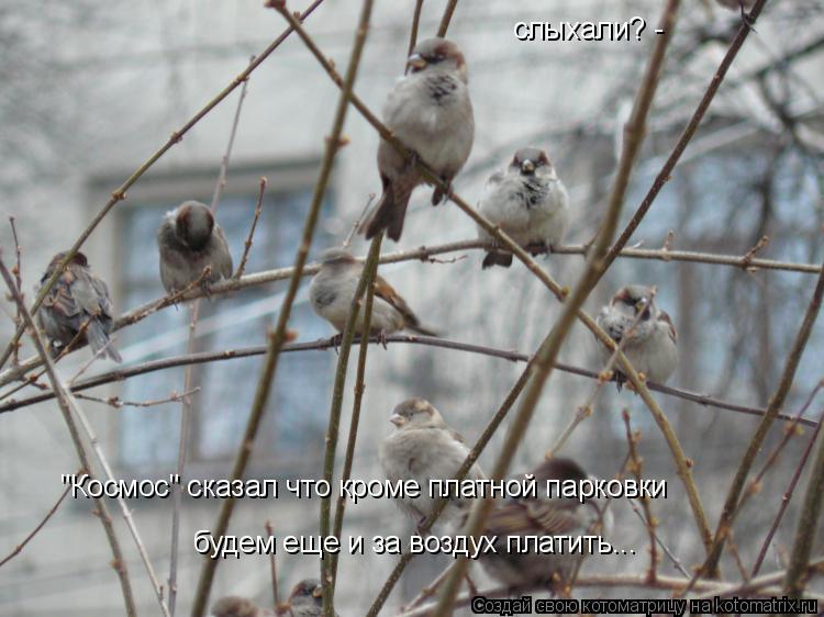 слыхали? - "Космос" сказал что кроме платной парковки будем еще и за воздух платить...... Котоматрица: слыхали? - "Космос" сказал что кроме платной парковки будем еще и за воздух платить...