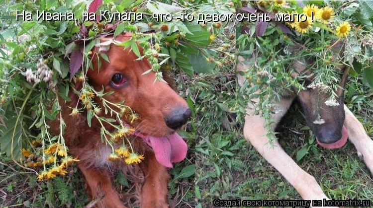 Котоматрица: На Ивана, на Купала что -то девок очень мало !