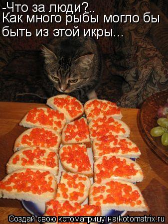 -Что за люди?.. Как много рыбы могло бы быть из этой икры...... Котоматрица: -Что за люди?.. Как много рыбы могло бы быть из этой икры...
