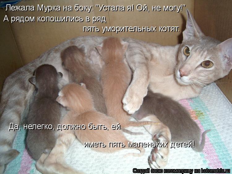 Лежала Мурка на боку: "Устала я! Ой, не могу!" А рядом копошились в ряд пять уморительных котят. Да,... Котоматрица: Лежала Мурка на боку: "Устала я! Ой, не могу!" А рядом копошились в ряд пять уморительных котят. Да, нелегко, должно быть, ей иметь пять маленьк