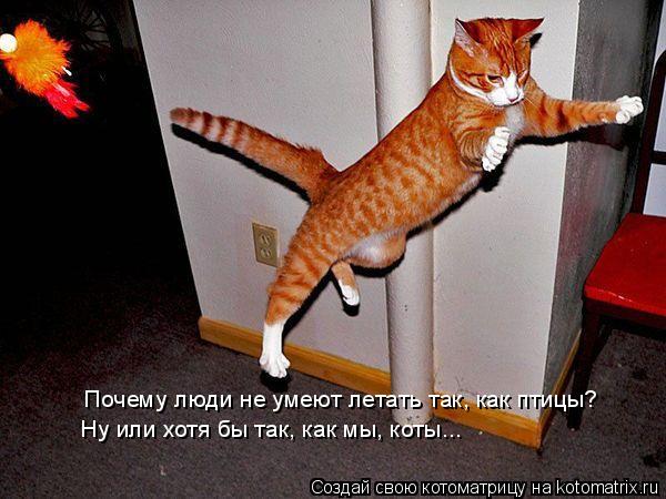 Почему люди не умеют летать так, как птицы? Ну или хотя бы так, как мы, коты...... Котоматрица: Почему люди не умеют летать так, как птицы? Ну или хотя бы так, как мы, коты...