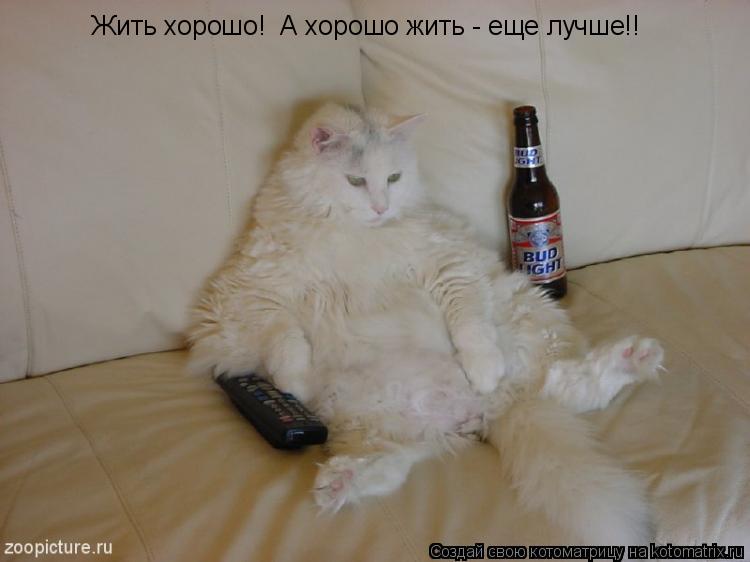Жить хорошо! А хорошо жить - еще лучше!!... Котоматрица: Жить хорошо! А хорошо жить - еще лучше!!