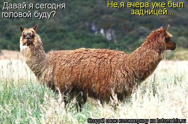 Котоматрица: Давай я сегодня головой буду? Не,я вчера уже был задницей...