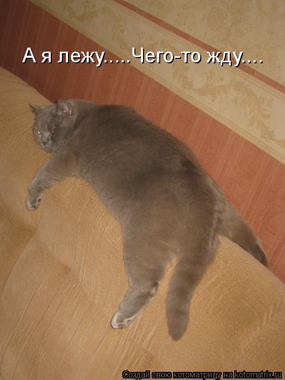 Котоматрица: А я лежу.....Чего-то жду....