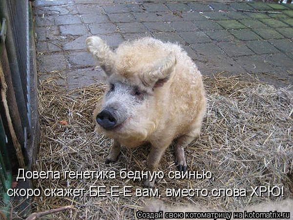 Котоматрица: Довела генетика бедную свинью,  скоро скажет БЕ-Е-Е вам, вместо слова ХРЮ!