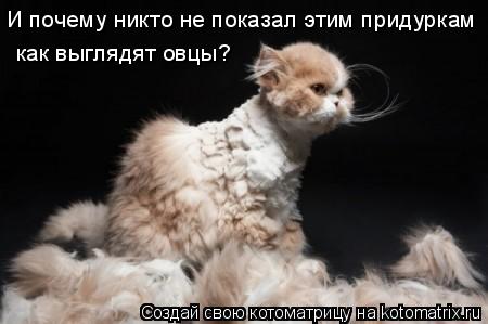 Котоматрица: И почему никто не показал этим придуркам  как выглядят овцы?