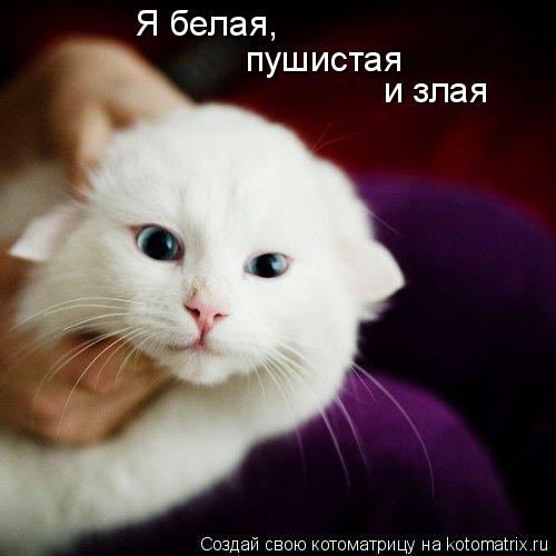 Котоматрица: Я белая,  пушистая и злая