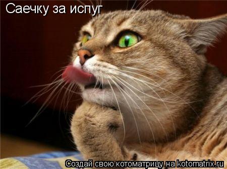 Котоматрица: Саечку за испуг