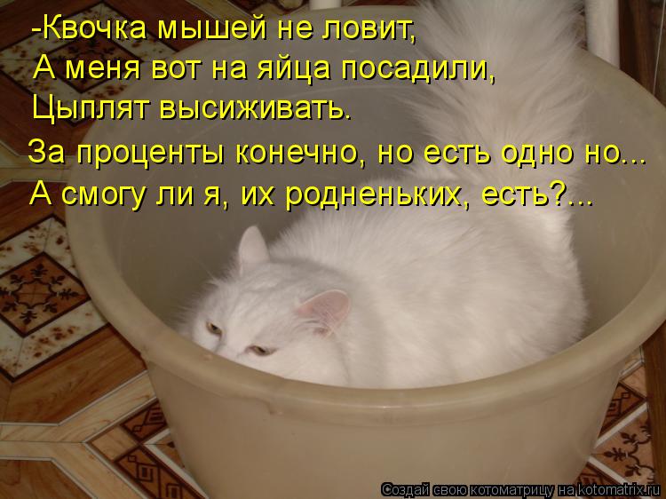 -Квочка мышей не ловит, А меня вот на яйца посадили, Цыплят высиживать. За проценты конечно, но есть ... Котоматрица: -Квочка мышей не ловит, А меня вот на яйца посадили, Цыплят высиживать. За проценты конечно, но есть одно но... А смогу ли я, их родненьких, есть