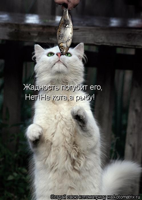 Жадность погубит его, Нет!Не кота,а рыбу!... Котоматрица: Жадность погубит его, Нет!Не кота,а рыбу!