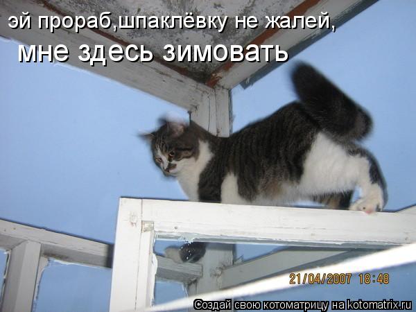 эй прораб,шпаклёвку не жалей, мне здесь зимовать... Котоматрица: эй прораб,шпаклёвку не жалей, мне здесь зимовать