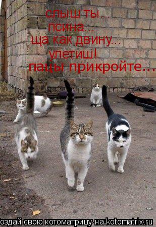 слыш ты... псина... ща как двину... улетиш! пацы прикройте...... Котоматрица: слыш ты... псина... ща как двину... улетиш! пацы прикройте...