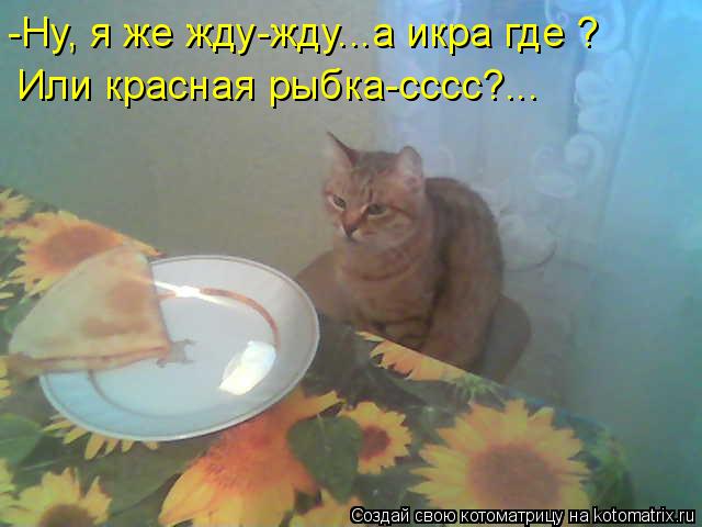 -Ну, я же жду-жду...а икра где ? Или красная рыбка-сссс?...... Котоматрица: -Ну, я же жду-жду...а икра где ? Или красная рыбка-сссс?...