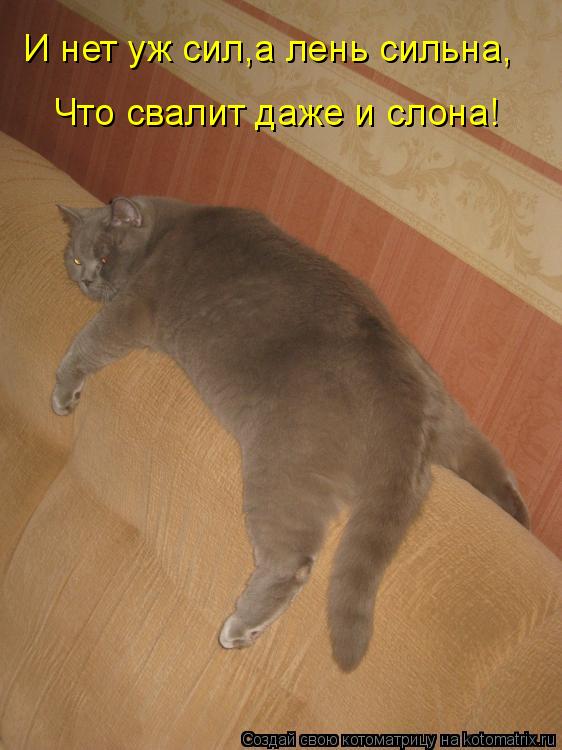 Котоматрица: Что свалит даже и слона! И нет уж сил,а лень сильна,