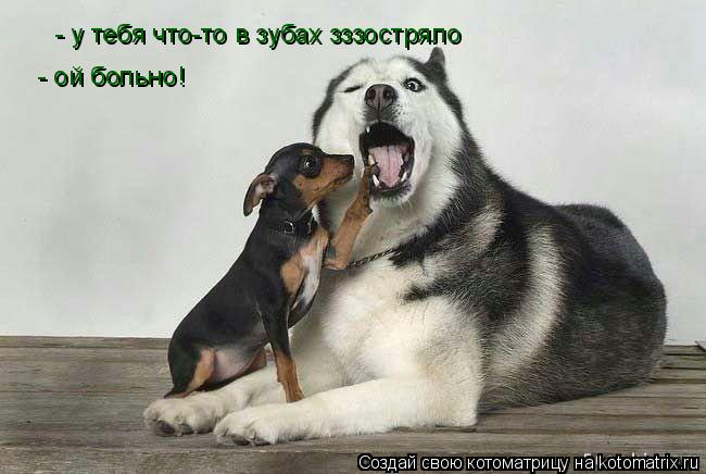 Котоматрица: - у тебя что-то в зубах зззостряло - ой больно!